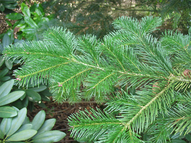 Siberian fir: photo and cultivation