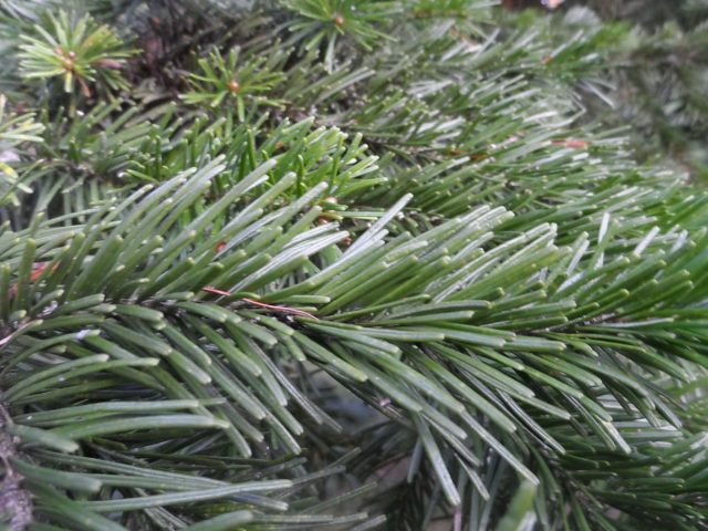 Siberian fir: photo and cultivation