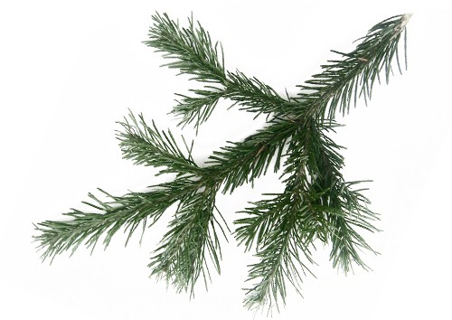 Siberian fir: photo and cultivation