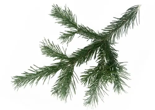 Siberian fir: photo and cultivation