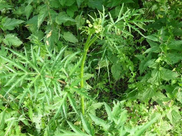 Siberian hogweed: photo, description