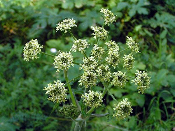 Siberian hogweed: photo, description