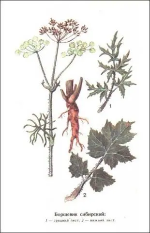 Siberian hogweed: photo, description