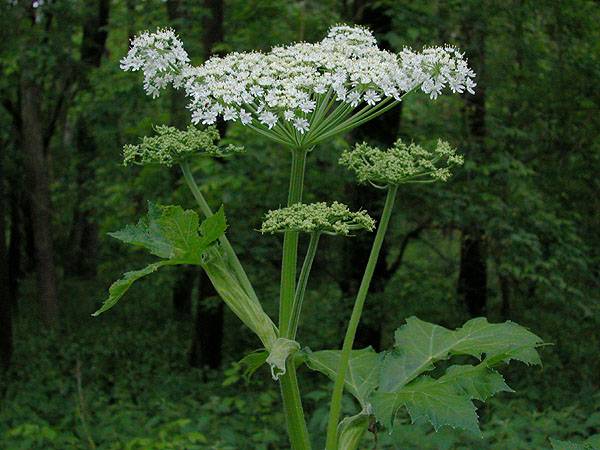 Siberian hogweed: photo, description