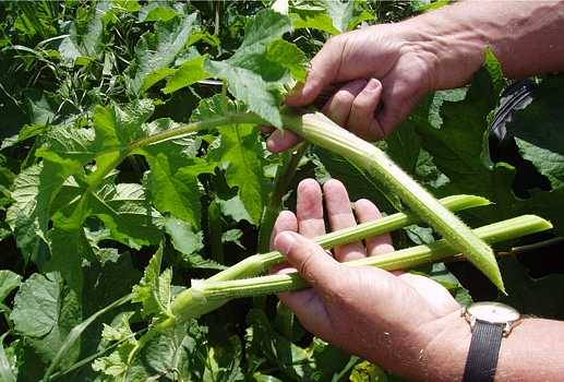 Siberian hogweed: photo, description