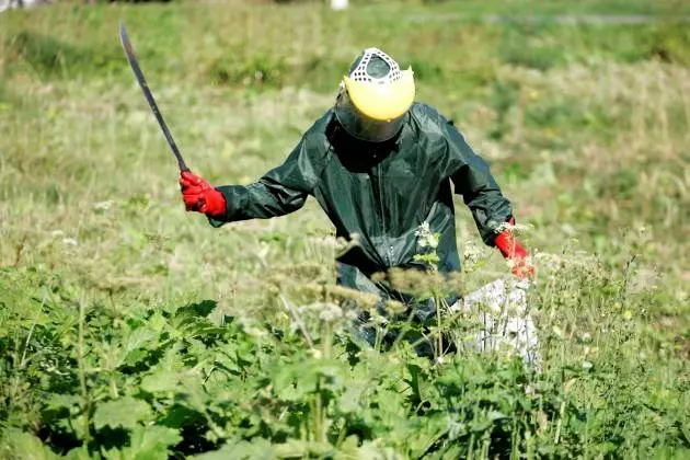 Siberian hogweed: photo, description