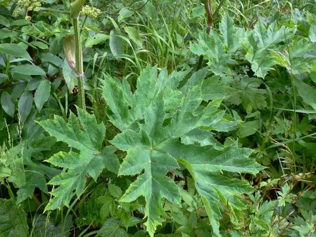 Siberian hogweed: photo, description