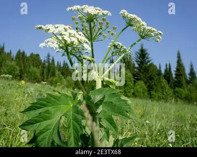 Siberian hogweed: photo, description