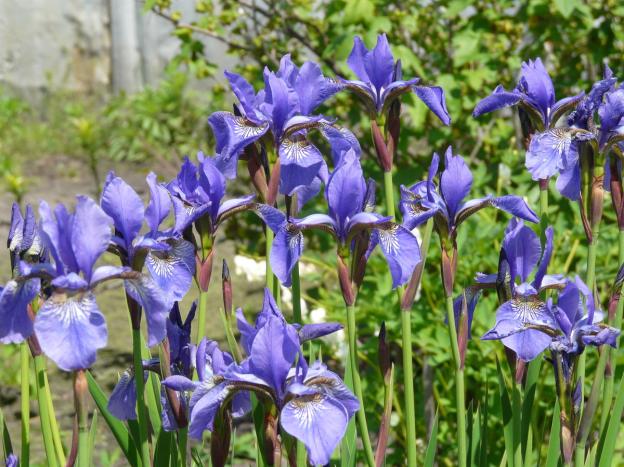 Siberian irises: varieties with photos and names, flowering features