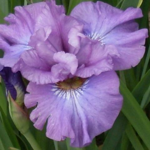 Siberian irises: varieties with photos and names, flowering features