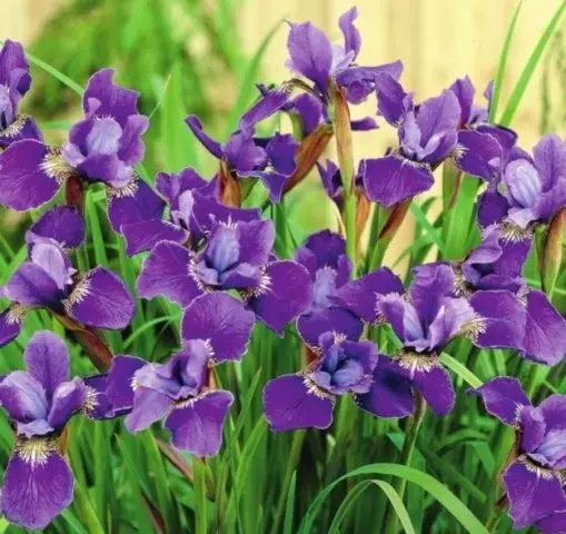 Siberian irises: varieties with photos and names, flowering features