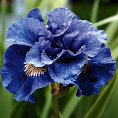 Siberian irises: varieties with photos and names, flowering features