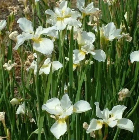 Siberian irises: varieties with photos and names, flowering features