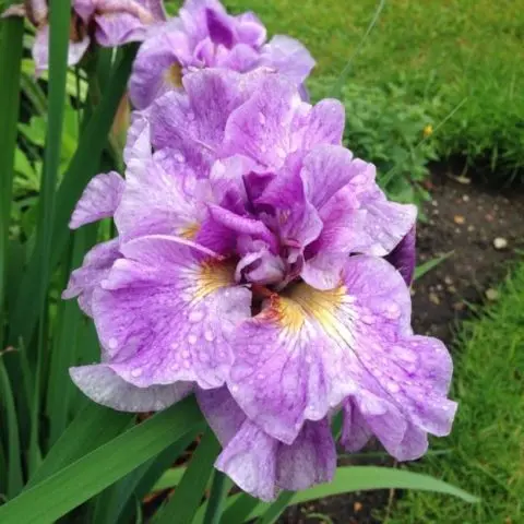 Siberian irises: varieties with photos and names, flowering features