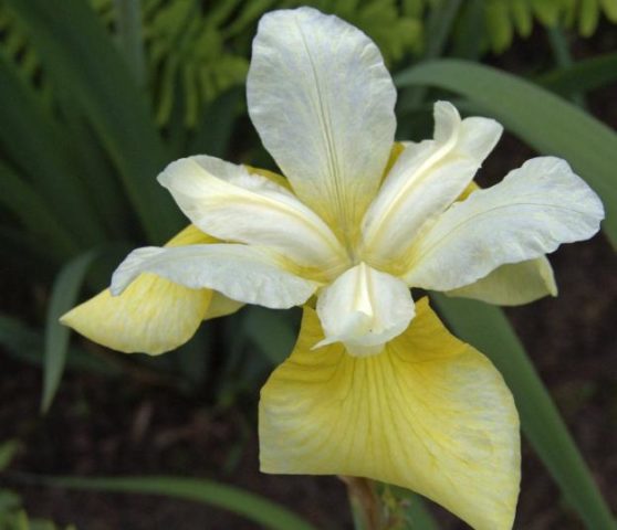 Siberian irises: varieties with photos and names, flowering features