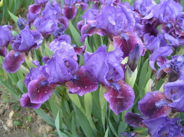 Siberian irises: varieties with photos and names, flowering features