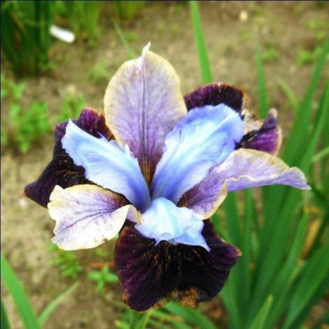 Siberian irises: varieties with photos and names, flowering features