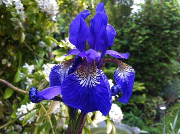 Siberian irises: varieties with photos and names, flowering features