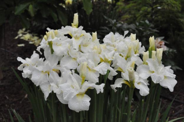 Siberian irises: varieties with photos and names, flowering features