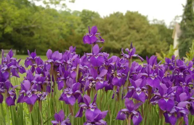 Siberian irises: varieties with photos and names, flowering features