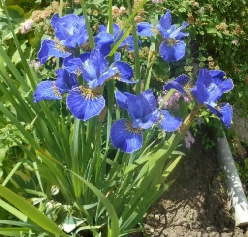 Siberian irises: varieties with photos and names, flowering features