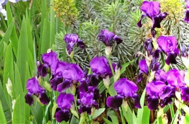 Siberian irises: varieties with photos and names, flowering features