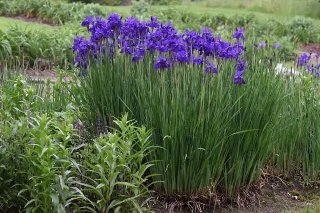 Siberian irises: varieties with photos and names, flowering features