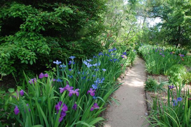 Siberian irises: varieties with photos and names, flowering features