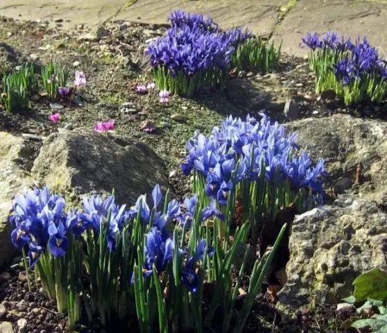 Siberian irises: varieties with photos and names, flowering features