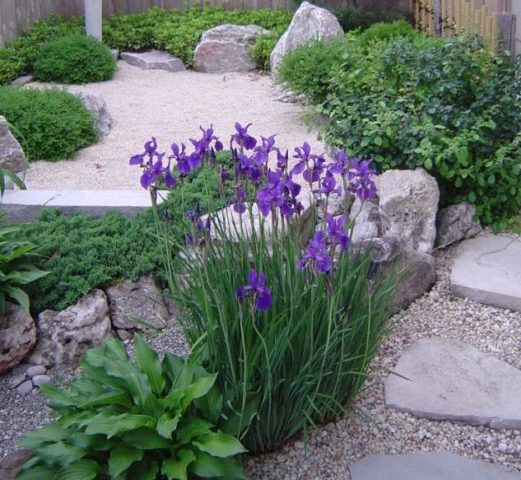 Siberian irises: varieties with photos and names, flowering features