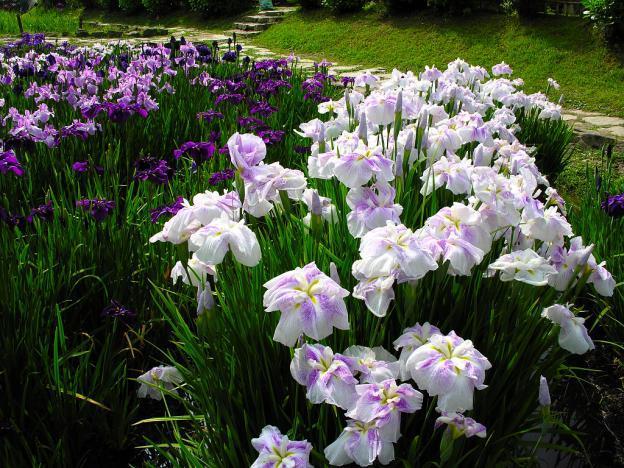 Siberian irises: varieties with photos and names, flowering features