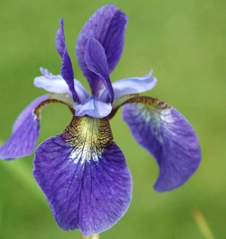 Siberian irises: varieties with photos and names, flowering features