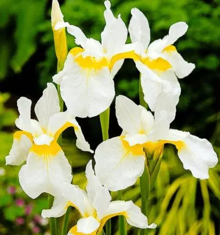 Siberian irises: varieties with photos and names, flowering features