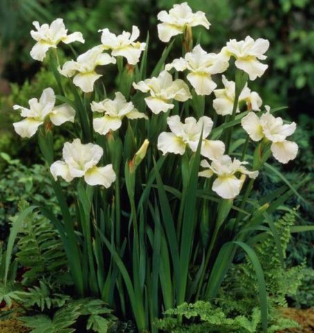 Siberian irises: varieties with photos and names, flowering features