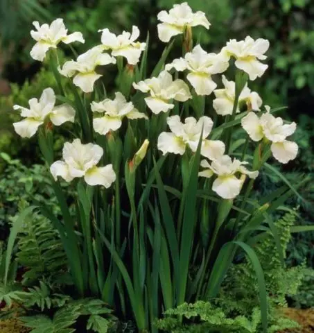 Siberian irises: varieties with photos and names, flowering features