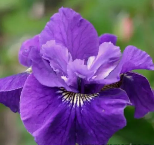 Siberian irises: varieties with photos and names, flowering features