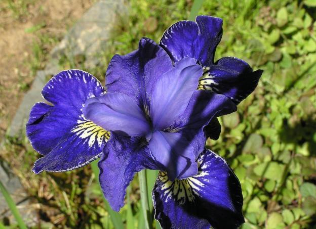 Siberian irises: varieties with photos and names, flowering features