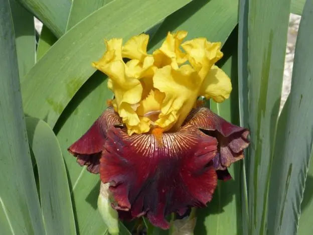 Siberian irises: varieties with photos and names, flowering features