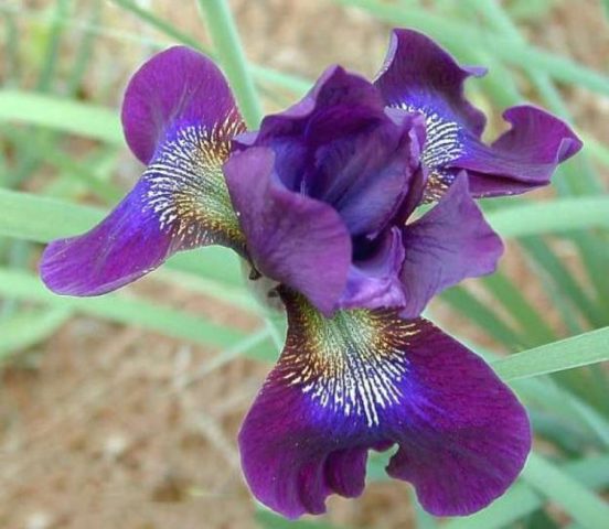 Siberian irises: varieties with photos and names, flowering features