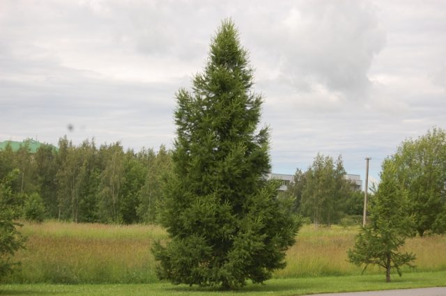 Siberian larch: photo and description