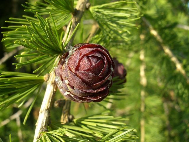 Siberian larch: photo and description