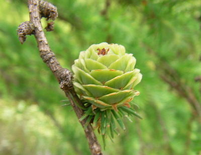 Siberian larch: photo and description