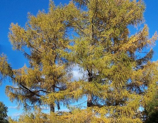 Siberian larch: photo and description