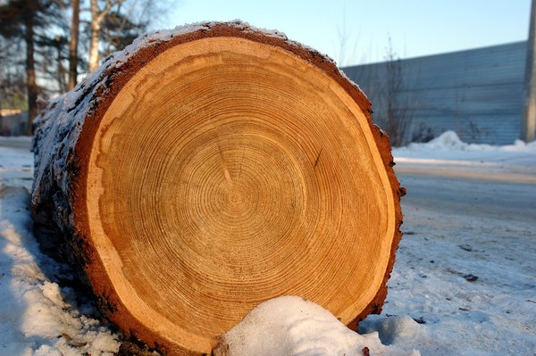 Siberian larch: photo and description