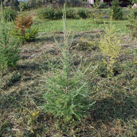 Siberian larch: photo and description