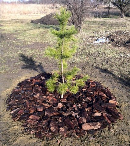 Siberian pine: photos and features