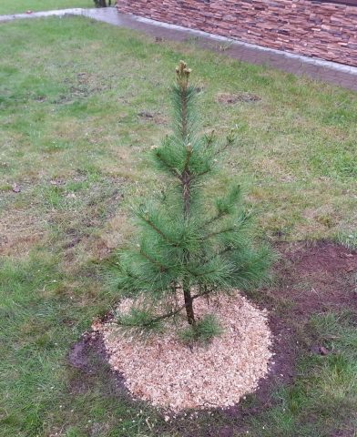 Siberian pine: photos and features