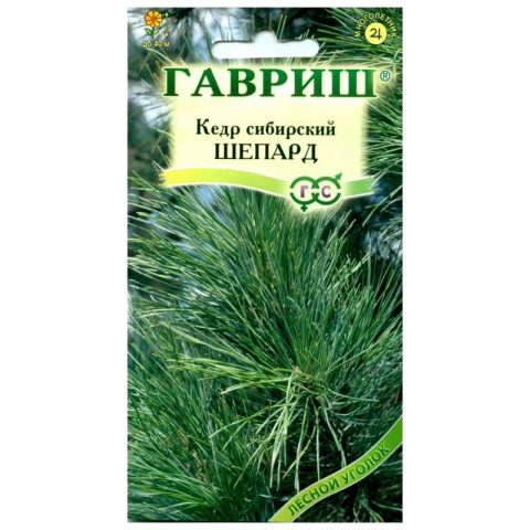 Siberian pine: photos and features