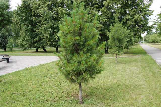 Siberian pine: photos and features