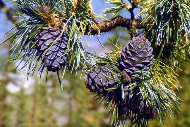 Siberian pine: photos and features